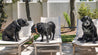 Three Huck & Harlowe Dog Collars by Zilker Belts sitting on chairs in a yard.