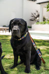 Two Huck & Harlowe Dog Collar black labrador dogs sitting on the grass.