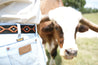 A person wearing light blue Wrangler jeans with a stylish Texas Exes II suede leather belt from Zilker Belts stands near a longhorn cow in a field.