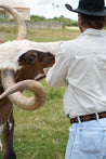 A person in a cowboy hat and light-colored shirt, wearing the elegant Texas Exes II suede leather belt by Zilker Belts, feeds or interacts with a brown and white longhorn cattle in an open grassy area.