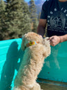 Small white dog wearing ACL leather dog collar. Collar features bright yellow, sky blue, green, and orange stitching.