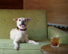 a Waterloo Dog Collar dog sitting on a green couch.