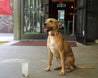 a dog sitting next to a Zilker Belts ATX Dog Collar.